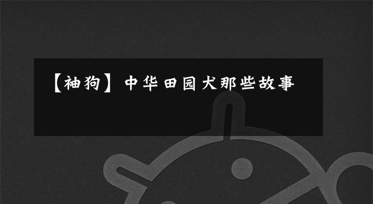 【袖狗】中华田园犬那些故事