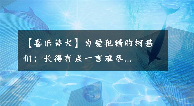 【喜乐蒂犬】为爱犯错的柯基们:长得有点一言难尽...