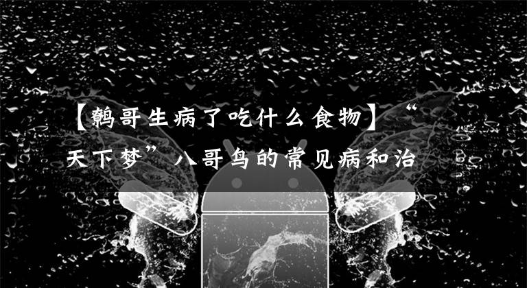 【鹩哥生病了吃什么食物】“天下梦”八哥鸟的常见病和治疗方法。