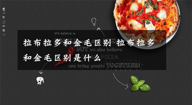 拉布拉多和金毛区别 拉布拉多和金毛区别是什么