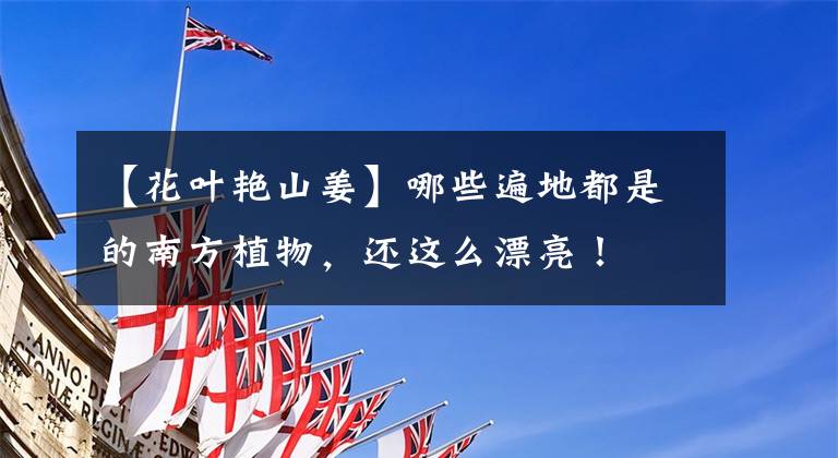 【花叶艳山姜】哪些遍地都是的南方植物，还这么漂亮！