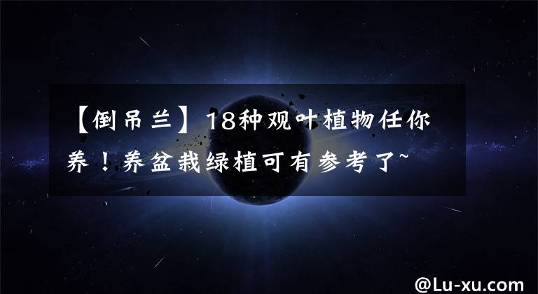 【倒吊兰】18种观叶植物任你养!养盆栽绿植可有参考了~