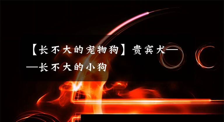 【长不大的宠物狗】贵宾犬——长不大的小狗