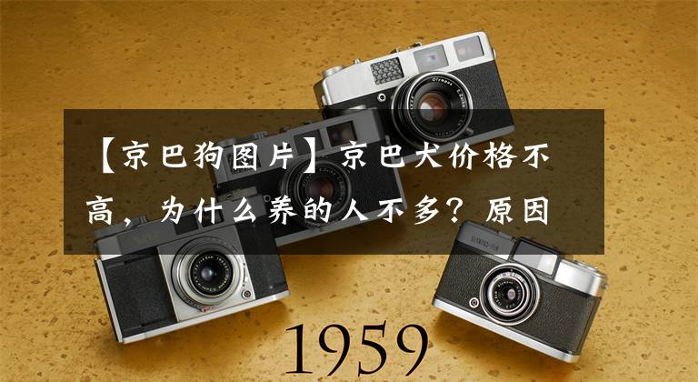 【京巴狗图片】京巴犬价格不高，为什么养的人不多？原因是这几点
