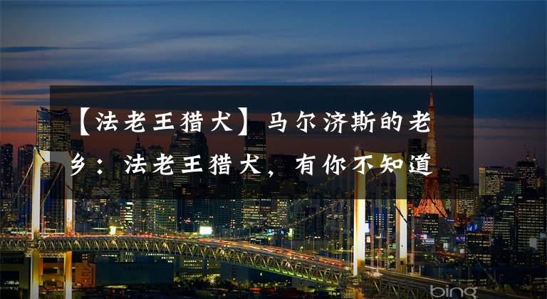 【法老王猎犬】马尔济斯的老乡：法老王猎犬，有你不知道的秘密