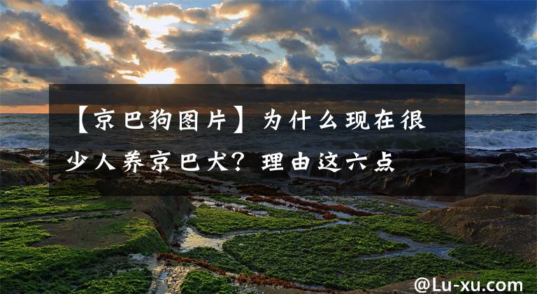 【京巴狗图片】为什么现在很少人养京巴犬？理由这六点