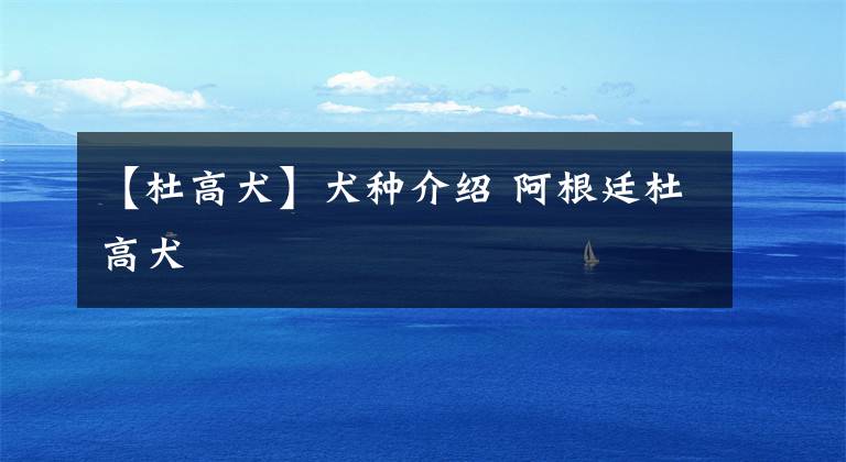 【杜高犬】犬种介绍 阿根廷杜高犬