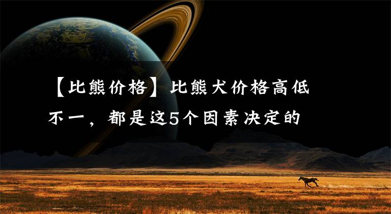 【比熊价格】比熊犬价格高低不一，都是这5个因素决定的