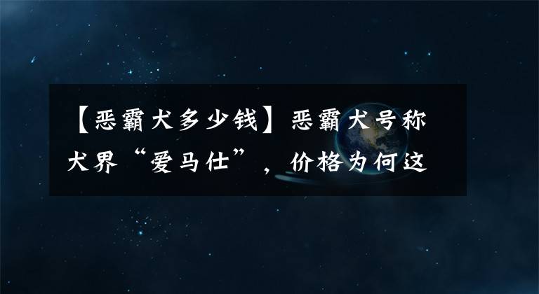 【恶霸犬多少钱】恶霸犬号称犬界“爱马仕”，价格为何这么贵？它到底哪里吸引人？