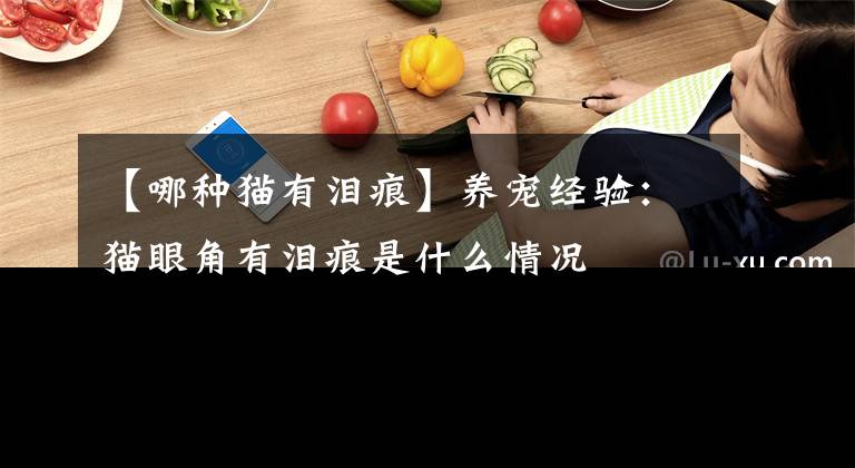 【哪种猫有泪痕】养宠经验：猫眼角有泪痕是什么情况