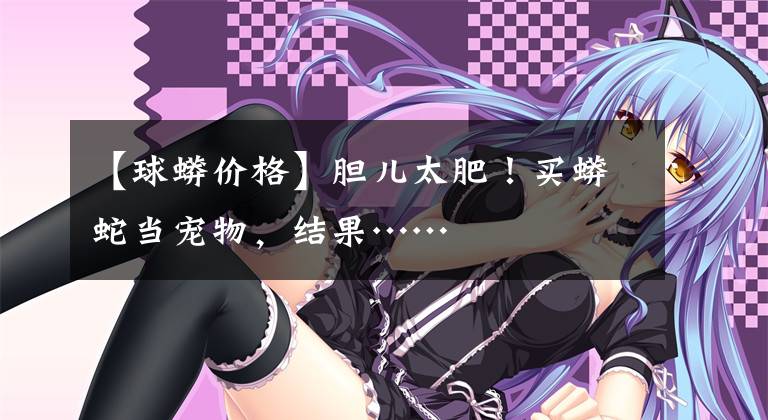【球蟒价格】胆儿太肥！买蟒蛇当宠物，结果……