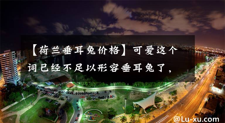 【荷兰垂耳兔价格】可爱这个词已经不足以形容垂耳兔了,因为它们满身都是萌点!