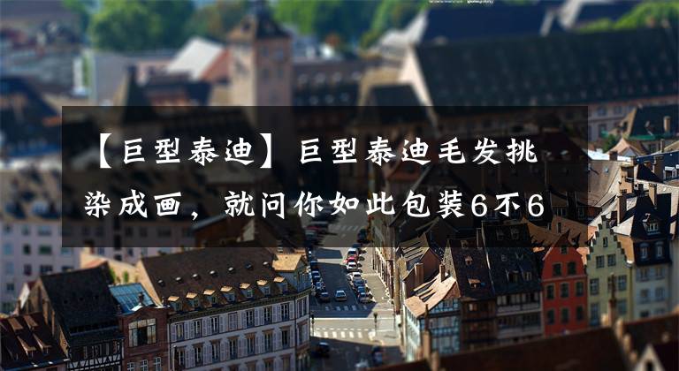 【巨型泰迪】巨型泰迪毛发挑染成画,就问你如此包装6不6,网友:3D立体纹身?