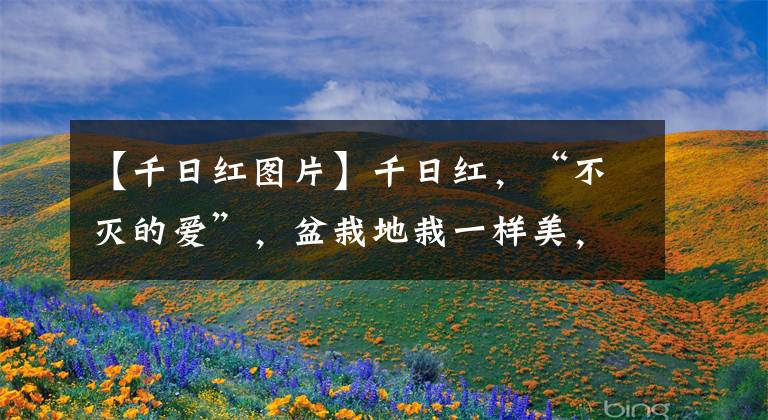 【千日红图片】千日红,“不灭的爱”,盆栽地栽一样美,七夕爱情花,永不凋零