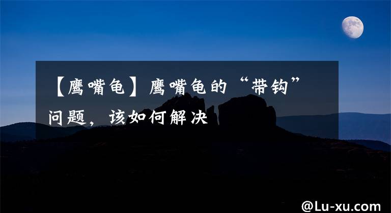 【鹰嘴龟】鹰嘴龟的“带钩”问题，该如何解决