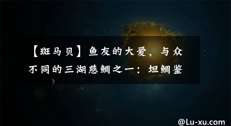 【斑马贝】鱼友的大爱,与众不同的三湖慈鲷之一:坦鲷鉴赏