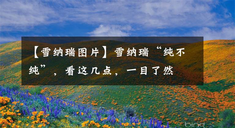 【雪纳瑞图片】雪纳瑞“纯不纯”，看这几点，一目了然