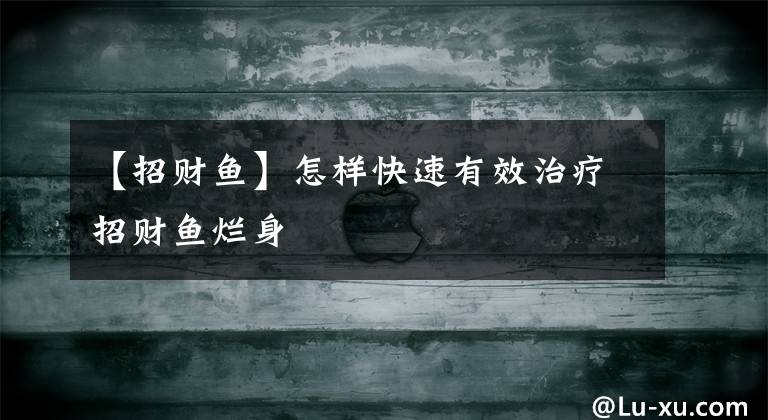 【招财鱼】怎样快速有效治疗招财鱼烂身