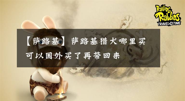 【萨路基】萨路基猎犬哪里买 可以国外买了再带回来