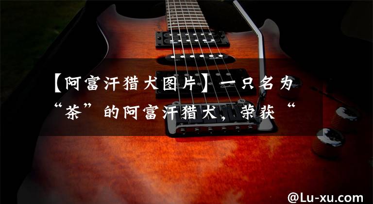 【阿富汗猎犬图片】一只名为“茶”的阿富汗猎犬,荣获“世界上最漂亮的狗”称号