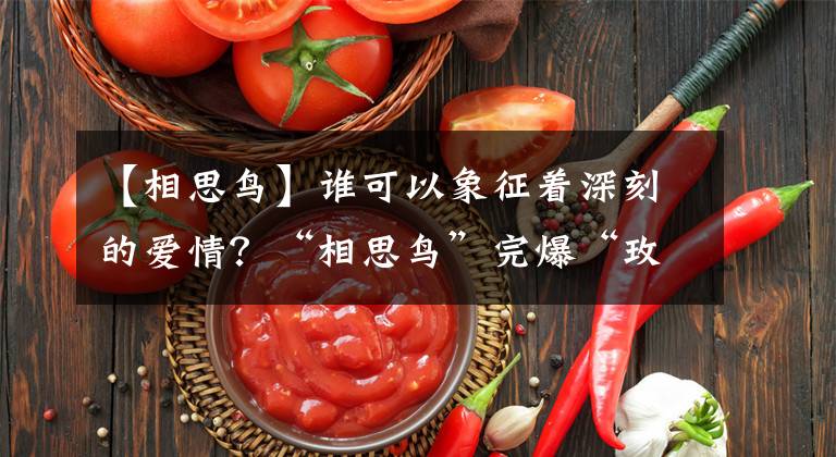【相思鸟】谁可以象征着深刻的爱情？“相思鸟”完爆“玫瑰花”