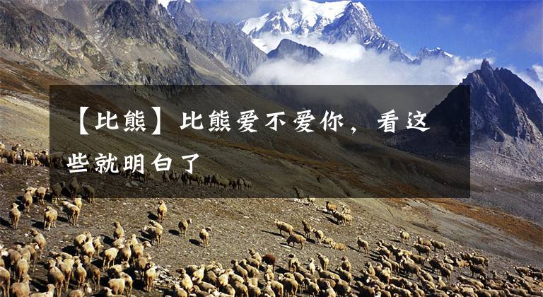 【比熊】比熊爱不爱你，看这些就明白了