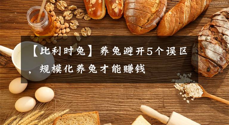 【比利时兔】养兔避开5个误区,规模化养兔才能赚钱