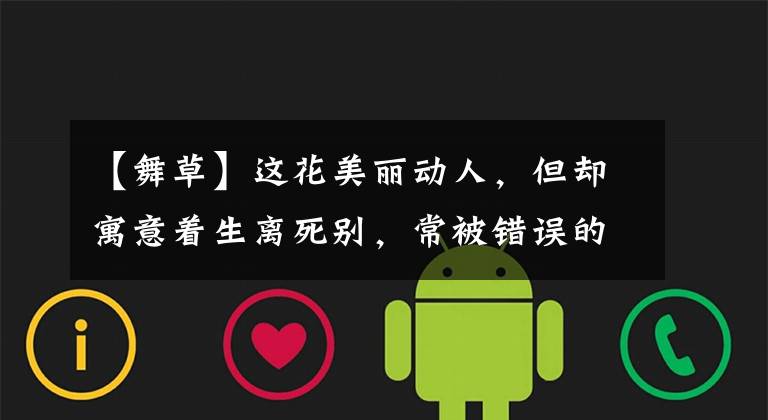 【舞草】这花美丽动人，但却寓意着生离死别，常被错误的当成罂粟