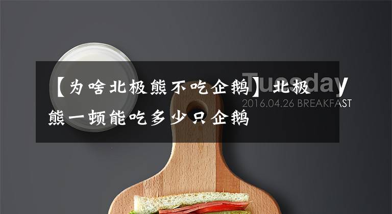 【为啥北极熊不吃企鹅】北极熊一顿能吃多少只企鹅