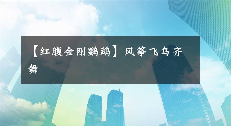 【红腹金刚鹦鹉】风筝飞鸟齐舞