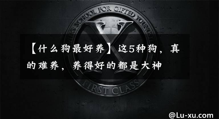 【什么狗最好养】这5种狗，真的难养，养得好的都是大神