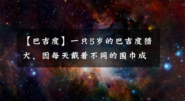【巴吉度】一只5岁的巴吉度猎犬,因每天戴着不同的围巾成为了明星狗!