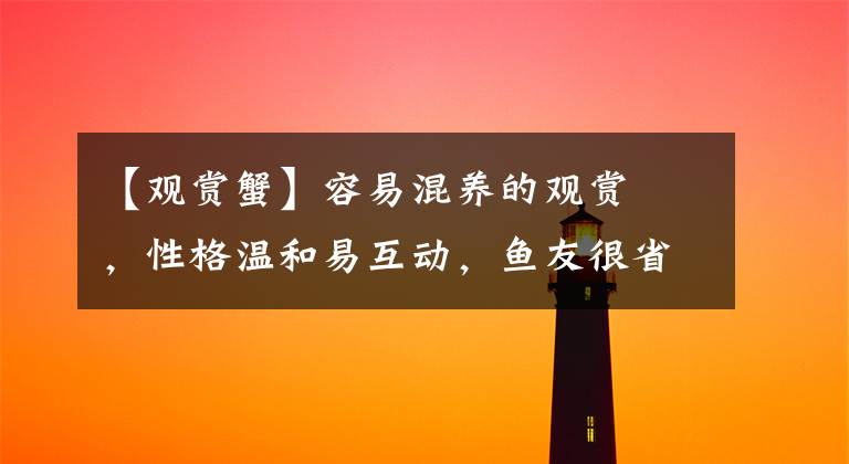 【观赏蟹】容易混养的观赏鲀，性格温和易互动，鱼友很省心