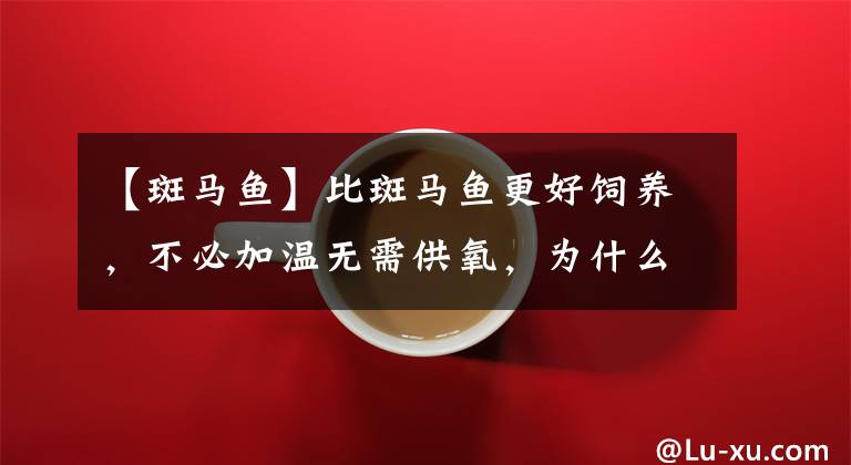 【斑马鱼】比斑马鱼更好饲养,不必加温无需供氧,为什么这种小鱼不受欢迎?