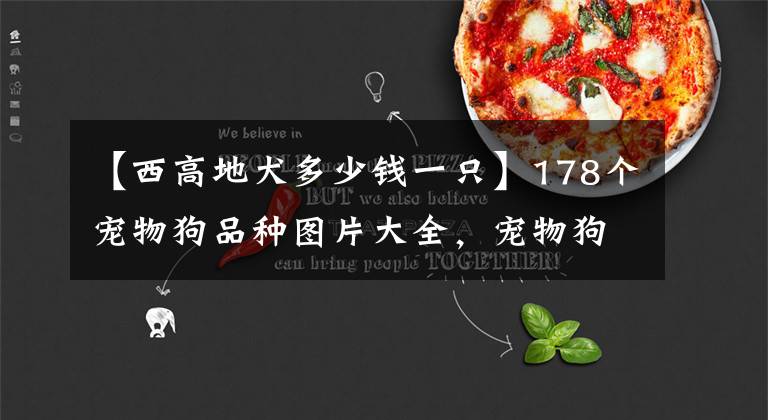 【西高地犬多少钱一只】178个宠物狗品种图片大全，宠物狗品种大全