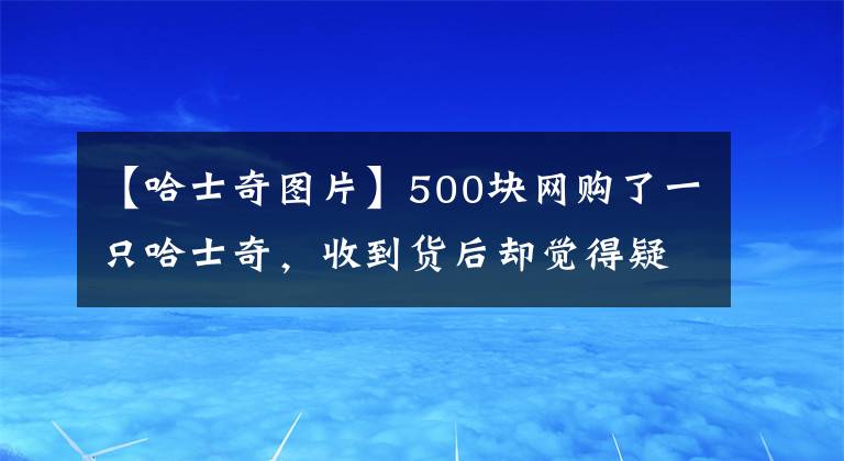 【哈士奇图片】500块网购了一只哈士奇,收到货后却觉得疑惑:这是啥品种啊?