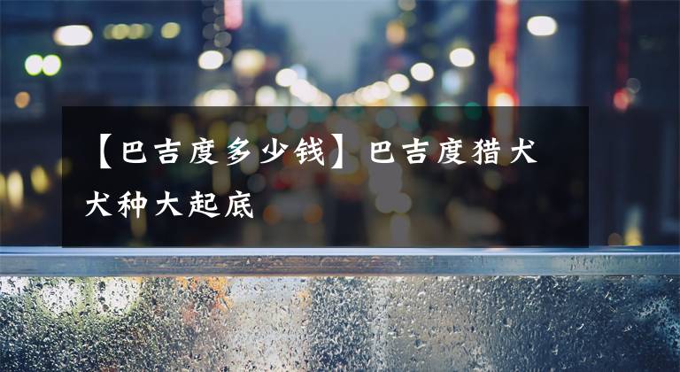 【巴吉度多少钱】巴吉度猎犬犬种大起底