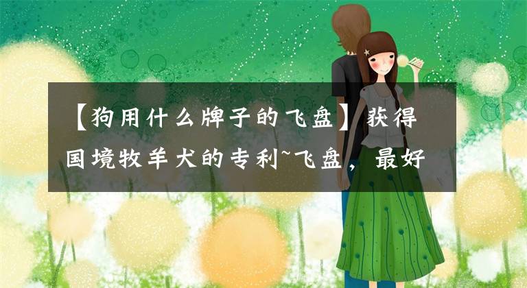 【狗用什么牌子的飞盘】获得国境牧羊犬的专利~飞盘，最好看“看眼色”的狗