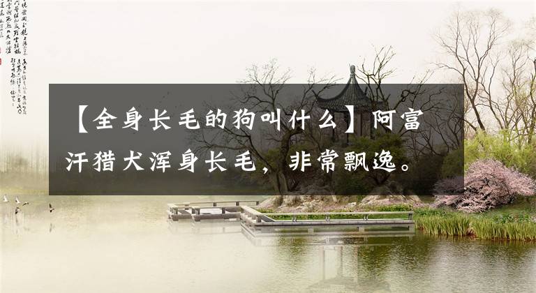 【全身长毛的狗叫什么】阿富汗猎犬浑身长毛，非常飘逸。网友：夜华，夜华，是你~