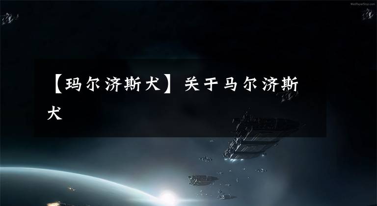 【玛尔济斯犬】关于马尔济斯犬