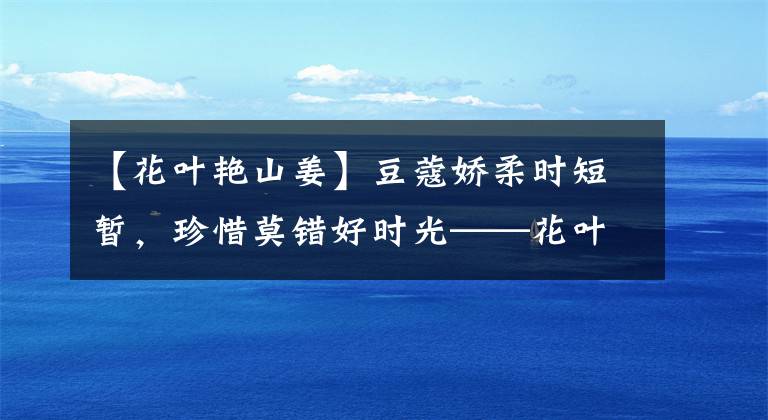 【花叶艳山姜】豆蔻娇柔时短暂，珍惜莫错好时光——花叶艳山姜