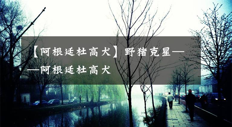 【阿根廷杜高犬】野猪克星——阿根廷杜高犬