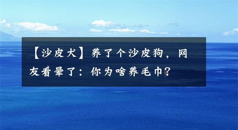 【沙皮犬】养了个沙皮狗,网友看晕了:你为啥养毛巾?
