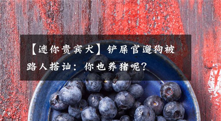 【迷你贵宾犬】铲屎官遛狗被路人搭讪：你也养猪呢？