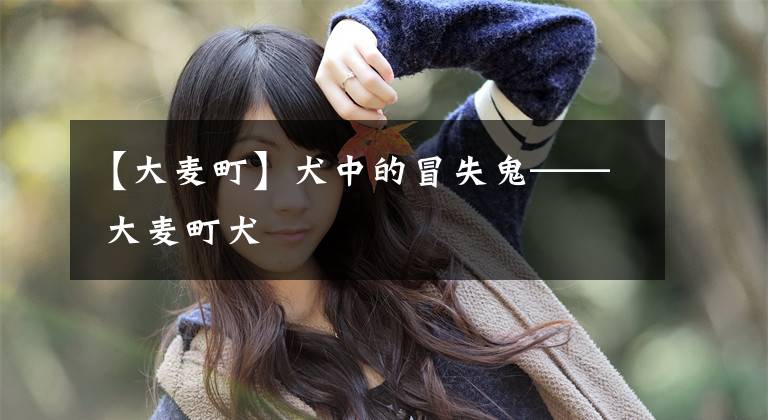【大麦町】犬中的冒失鬼—— 大麦町犬