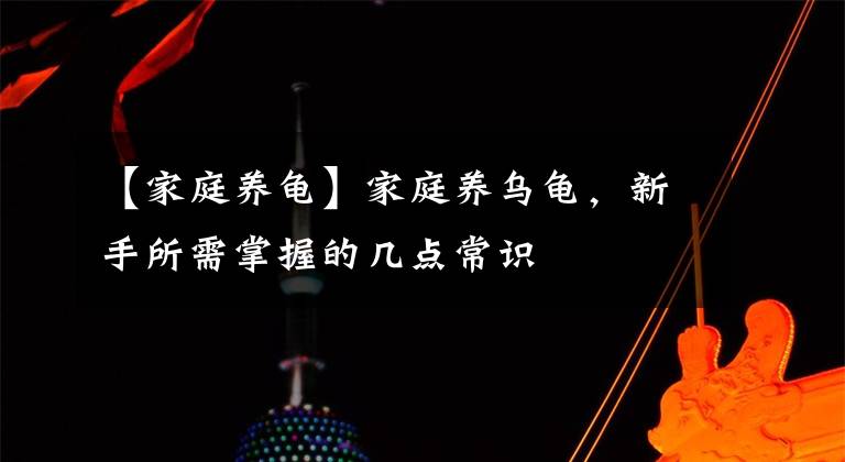【家庭养龟】家庭养乌龟,新手所需掌握的几点常识