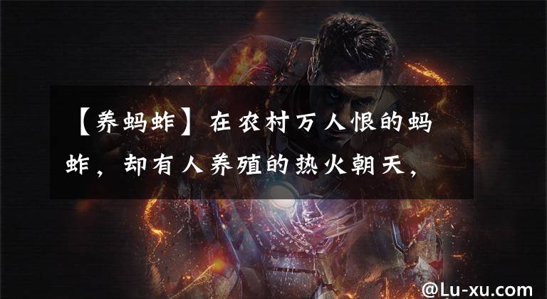 【养蚂蚱】在农村万人恨的蚂蚱，却有人养殖的热火朝天，这是为什么？