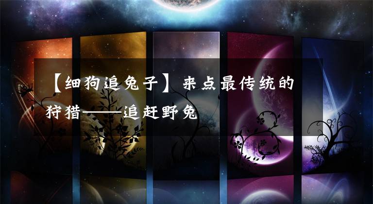 【细狗追兔子】来点最传统的狩猎——追赶野兔