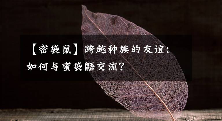 【密袋鼠】跨越种族的友谊:如何与蜜袋鼯交流?