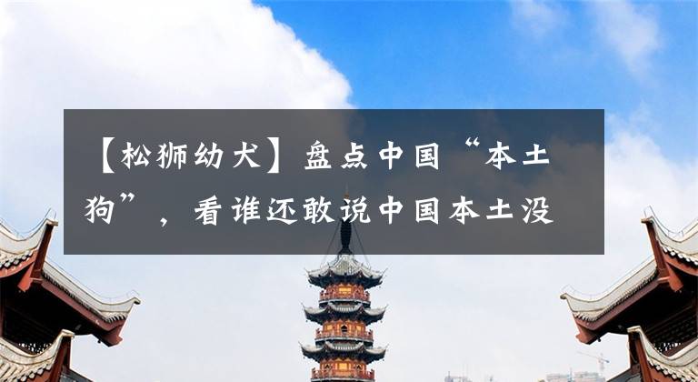 【松狮幼犬】盘点中国“本土狗”，看谁还敢说中国本土没有品种狗